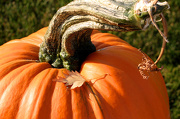 9th Oct 2012 - Pumpkin