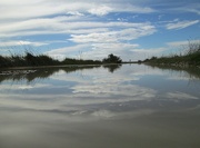 11th Oct 2012 - in the salt marshes...........