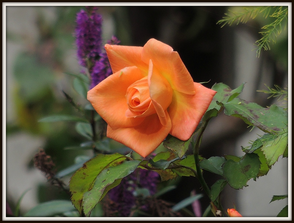 Orange rose by rosiekind