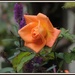 Orange rose by rosiekind