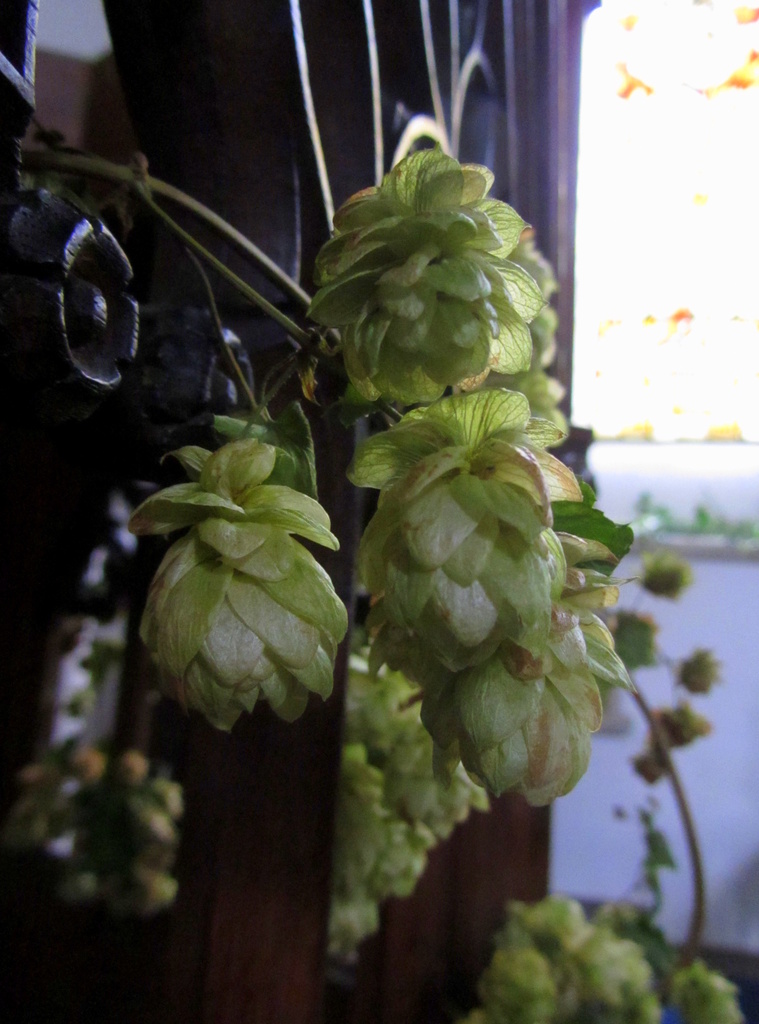 Hops up on the Pulpit by filsie65