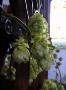 11th Oct 2012 - Hops up on the Pulpit
