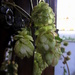 Hops up on the Pulpit by filsie65