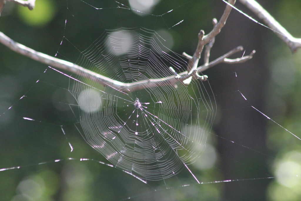 Spider Web by tara11