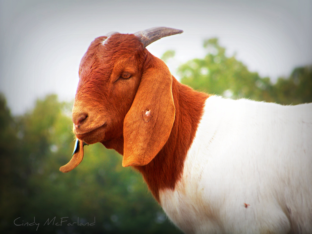 Goat by cindymc