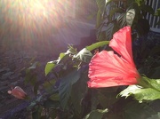 11th Oct 2012 - Flower greeting the sun.