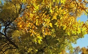 9th Oct 2012 - Fall colors