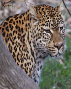 11th Oct 2012 - Leopard!