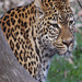 Leopard! by ggshearron