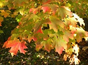 11th Oct 2012 - Red and Gold