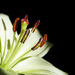lily by jantan