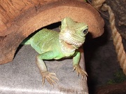 9th Oct 2012 - Meet Rex - the Chinese Water Dragon