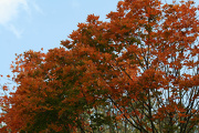 11th Oct 2012 - Orange leaves