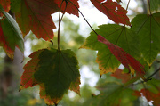 12th Oct 2012 - Through the leaves