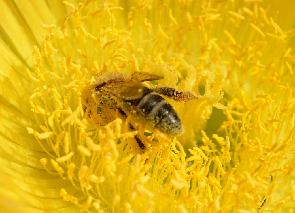 Bee by salza