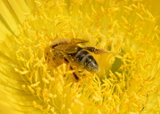 12th Oct 2012 - Bee