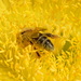 Bee by salza