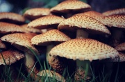 12th Oct 2012 - Stools for toads