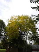 7th Oct 2012 - Tree