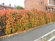10th Oct 2012 - Autumn Leaves