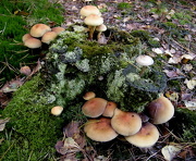 12th Oct 2012 - Fungus, mos and mould.