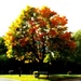 Autumn Tree - Orton Tree by filsie65