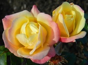 12th Oct 2012 - Roses