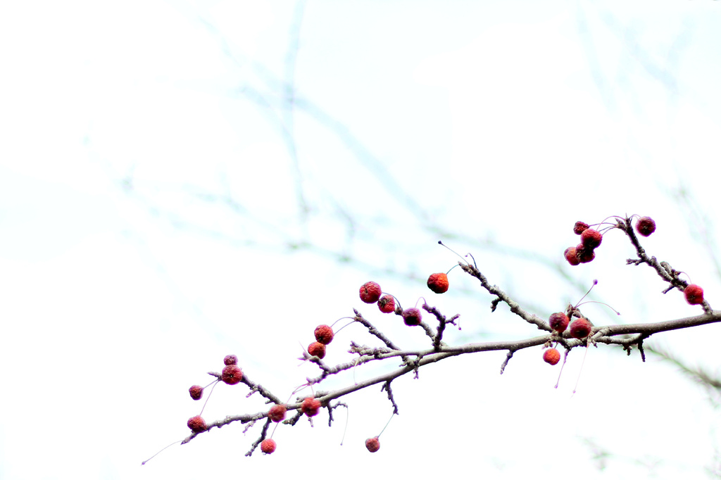 Frosty Berries by kph129
