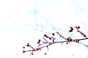 12th Oct 2012 - Frosty Berries