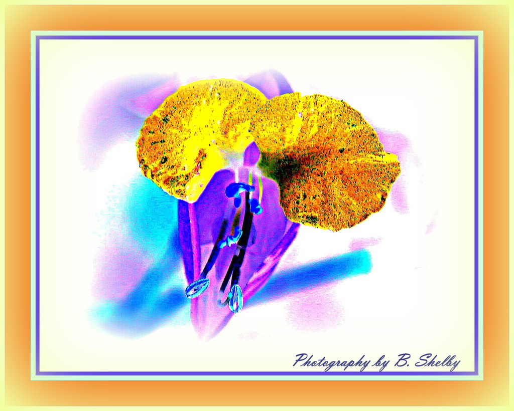 Flower in reverse colors by vernabeth