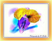 27th Sep 2012 - Flower in reverse colors