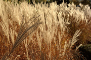 12th Oct 2012 - Autumn Grass