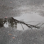 8th Oct 2012 - An interesting puddle!