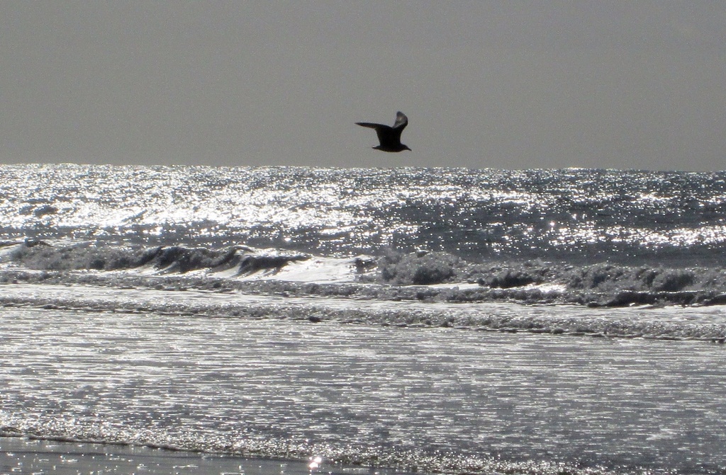 seagull over a silver sea by quietpurplehaze