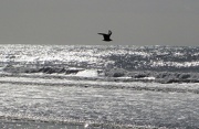 13th Oct 2012 - seagull over a silver sea