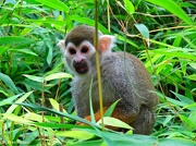 13th Oct 2012 - Squirrel Monkey.