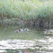 Ducks on Edgefield Village pond by jeff