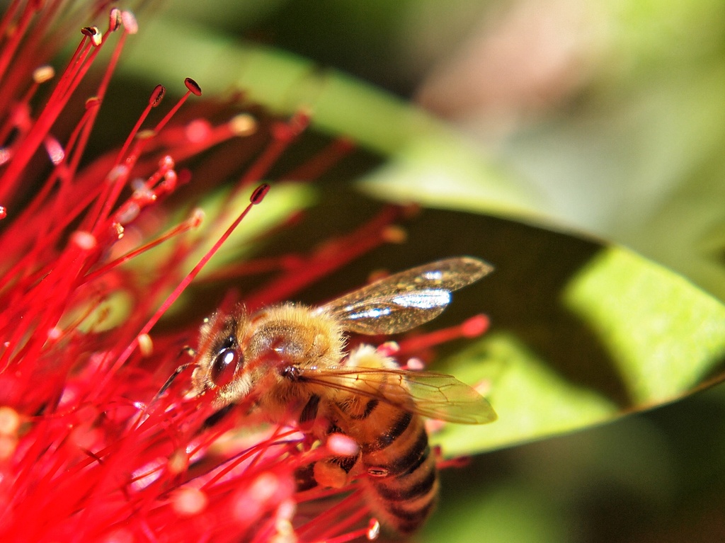 Bee-vering by peterdegraaff