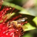 Bee-vering by peterdegraaff
