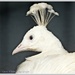 White Peacock by carolmw