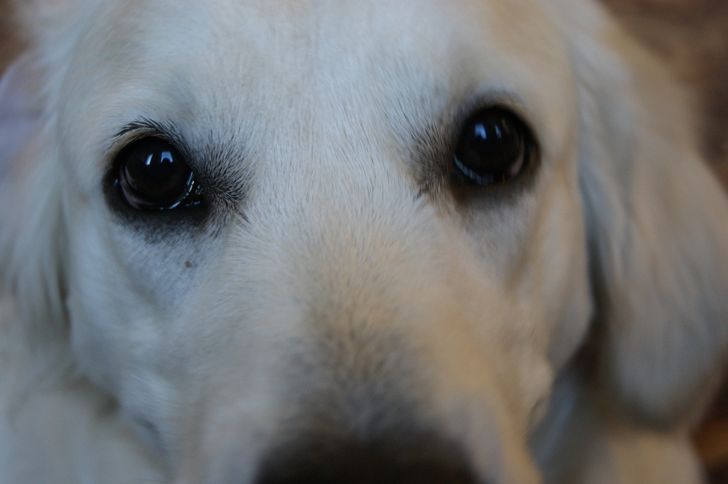 the eyes of my golden retriever by inspirare