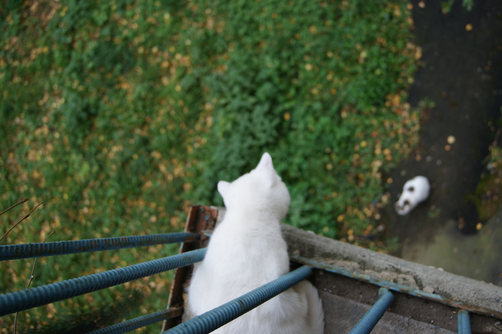 cat wants to jump off the balcony by inspirare