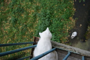8th Oct 2012 - cat wants to jump off the balcony