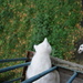 cat wants to jump off the balcony by inspirare