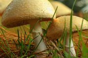12th Oct 2012 - Toadstools