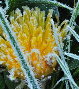 13th Oct 2012 - First Frost
