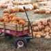 Pumpkins by the Wagonload by lisabell