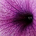 Purple by myautofocuslife