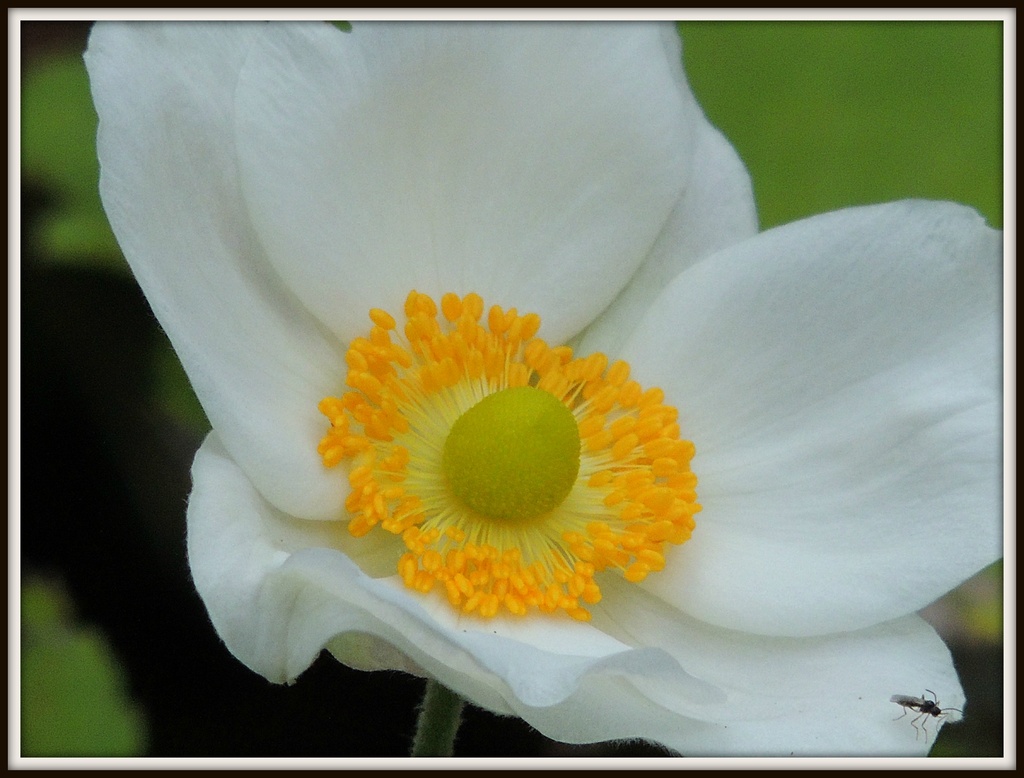 Another Japanese Anemone by rosiekind