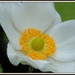 Another Japanese Anemone by rosiekind